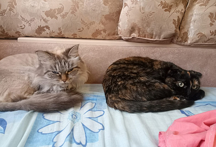 Кот-дебошир оказался ласковой домашней кошечкой